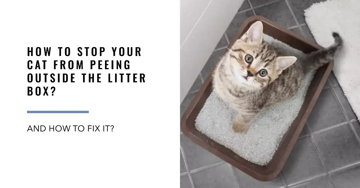 How to Stop Your Cat from Peeing Outside the Litter Box and How to Fix It