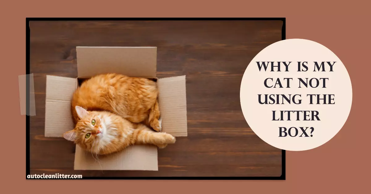 Why Is My Cat Not Using the Litter Box?
