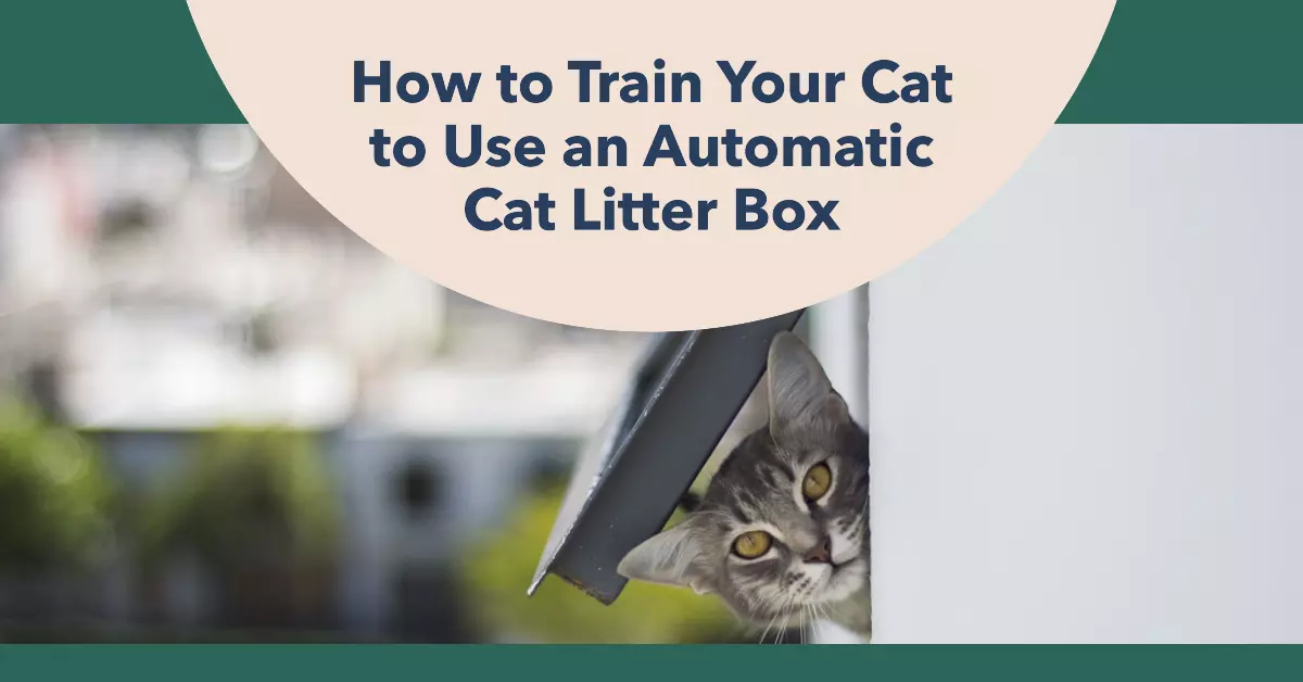 a blog post featured image about How to Train Your Cat to Use an Automatic Cat Litter Box kitten