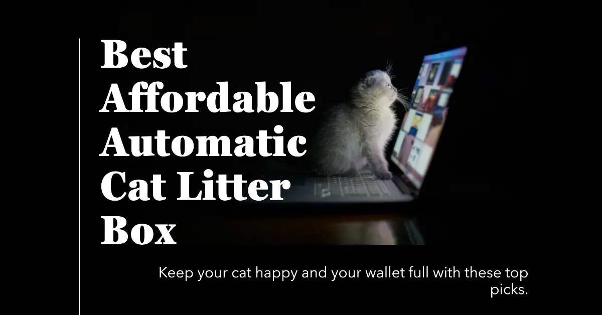 featured image for an article about Best Affordable Automatic Cat Litter Box 1080720