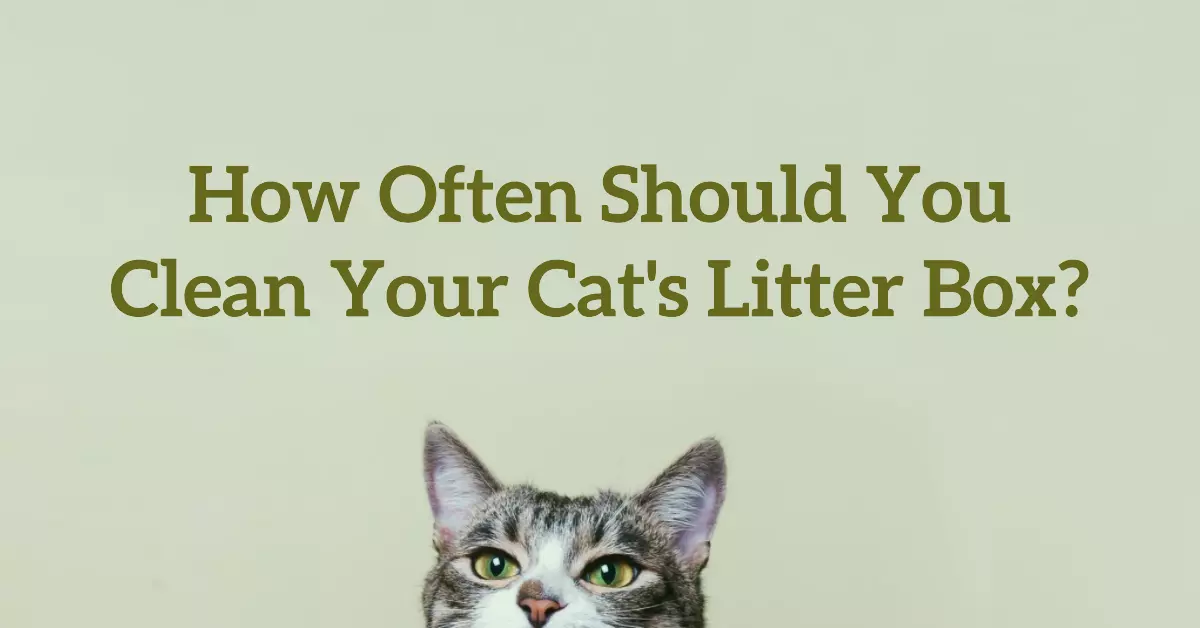 How Often Should You Clean Cat Litter Box?