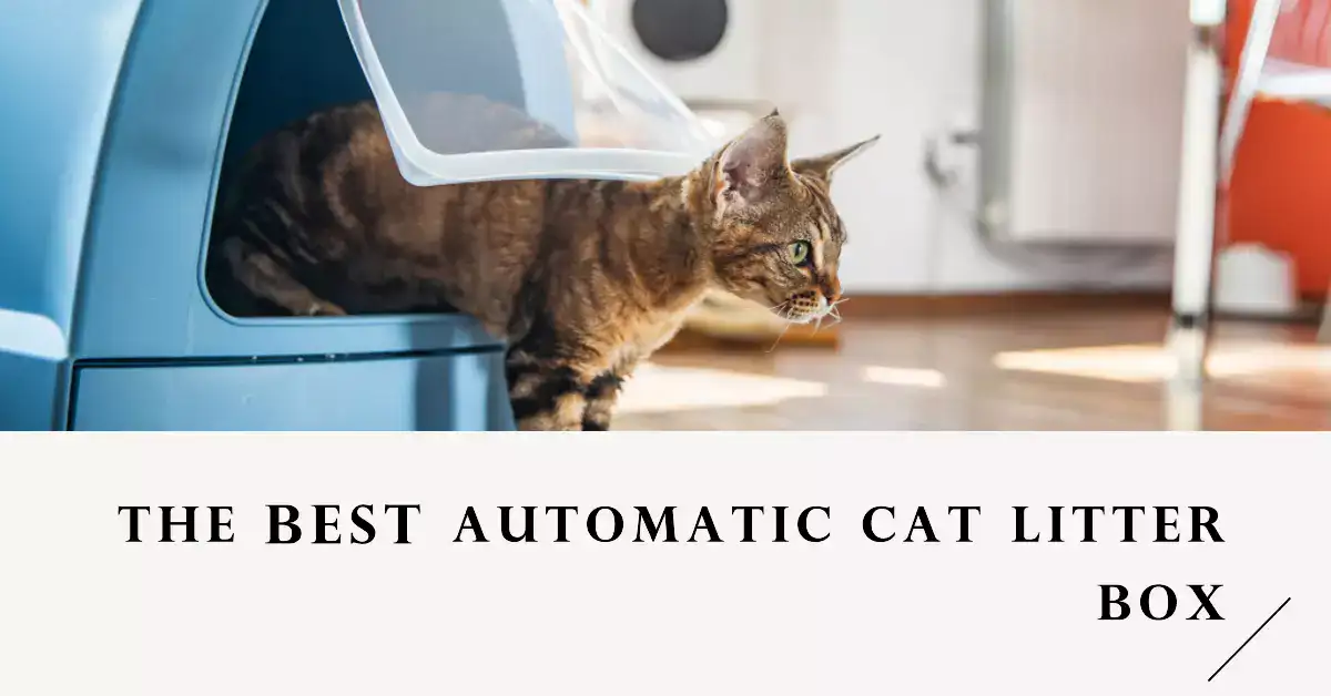 featured image for an article about The Best Automatic Cat Litter Box