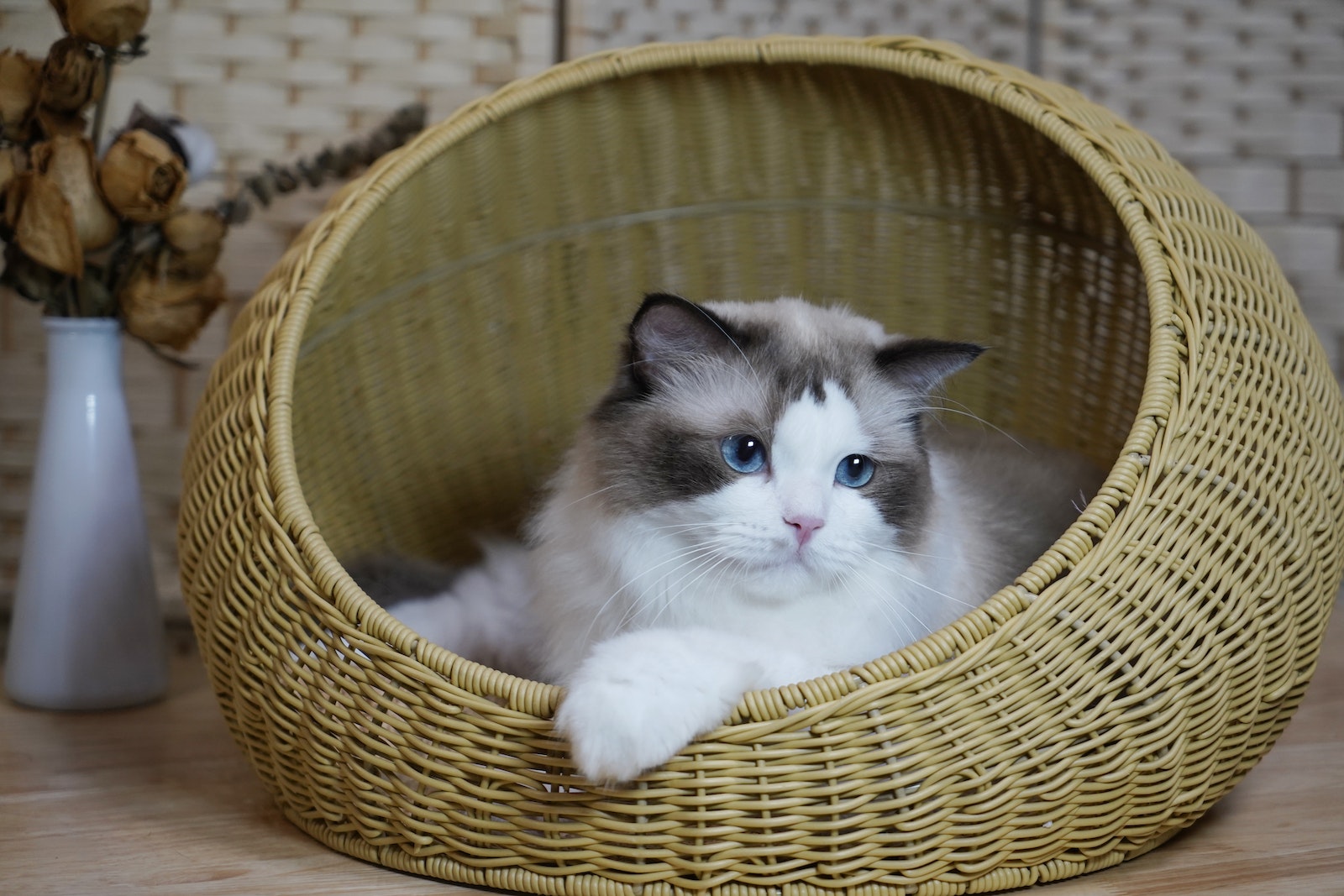 How to Reduce Noise from an Automatic Litter Box