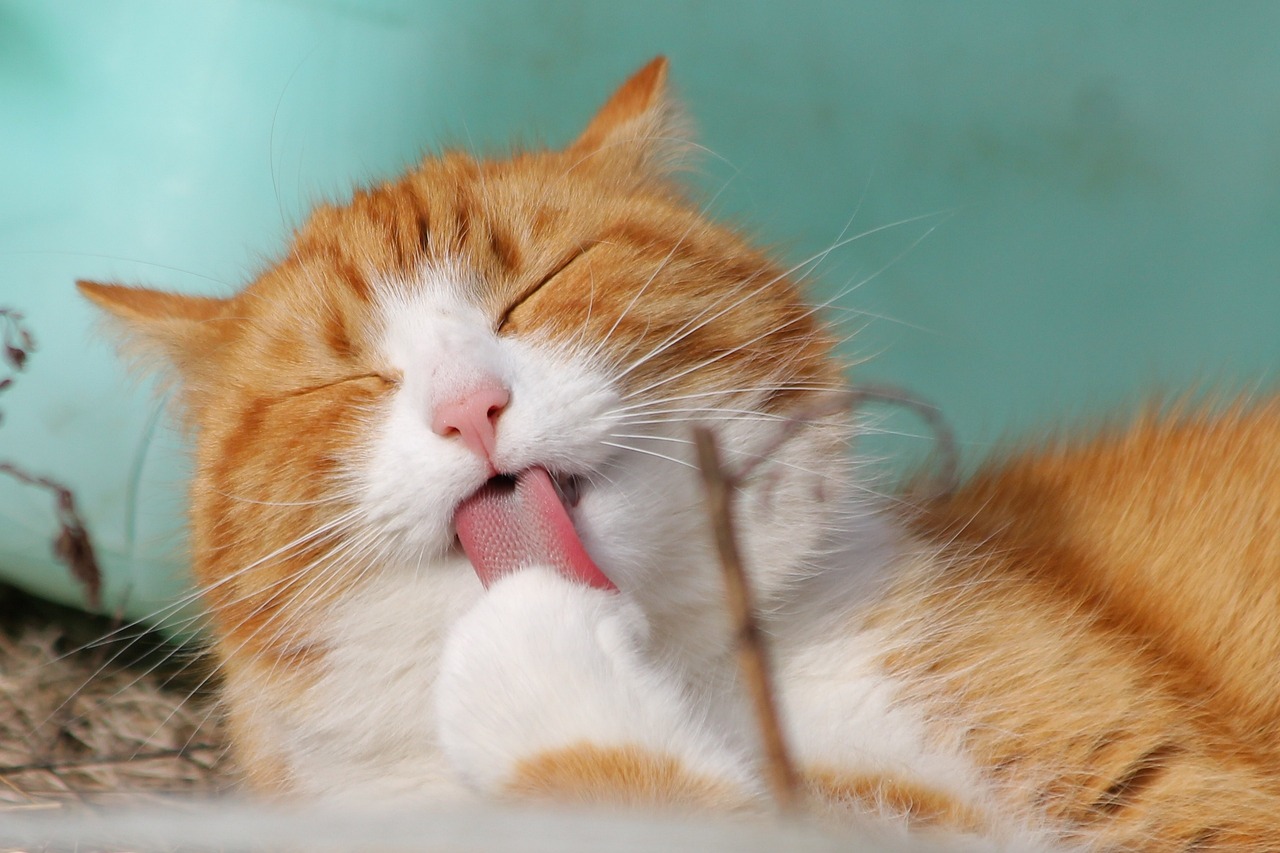 Best 12 Ways to Reduce Litter Box Smell And Messes - cat, pet, licking