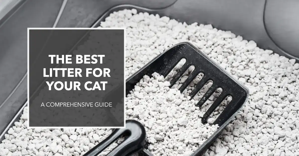 featured image for an article about Best Litter for Cats A Comprehensive Guide (1080720)