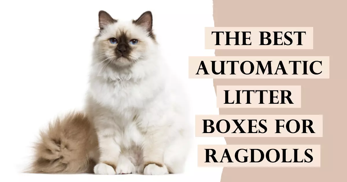 featured image for an article about The Best Automatic Cat Litter Boxes for Ragdolls (1080720)