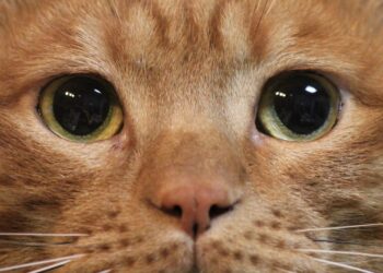natural flea control methods for cats | Discover safe and effective natural flea control methods for cats, including B-vitamins, flea traps, and grooming techniques, to protect your feline friend from harmful infestations without resorting to harsh chemicals. | Effective Natural Flea Control Methods for Cats You Need