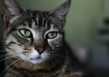 cat food for IBS and IBD | Discover effective dietary solutions for cats experiencing diarrhea and vomiting due to IBS and IBD. Explore natural food choices, homemade options, and expert recommendations to improve your feline's digestive health. | Effective Cat Foods for Feline Diarrhea and Vomiting Issues