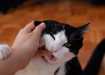 Cat Biting Persons Finger | effective treatment for cat bites | A Comprehensive Guide on Cat Bites: How to Effectively Treat Puncture Wounds, Recognize Infection Symptoms, and Implement Prevention Strategies for a Safer Environment for You and Your Feline Companion. | Effective Ways to Treat Cat Bites and Puncture Wounds