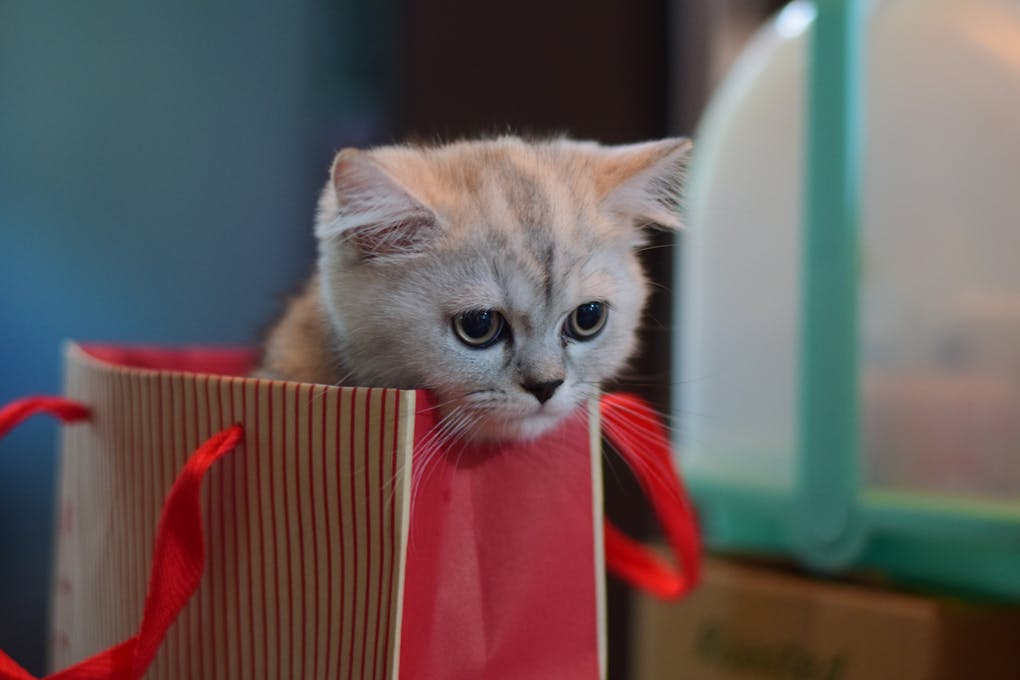 A Kitten in a Paper Bag | unique holiday gifts for cat lovers | Unique Gift Ideas for Cat Lovers: Meaningful, Practical, and Creative Options for the Holiday Season | Unique Gift Ideas for Cat Lovers this Holiday Season