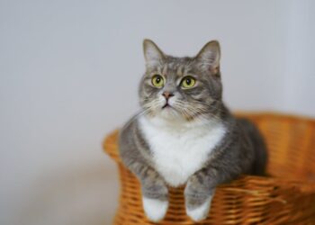 European Shorthair Cat on a Woven Basket | hidden causes of overweight cats | Effective Strategies for Managing Your Overweight Cat's Weight | Uncover the Hidden Causes and Solutions for Overweight Cats