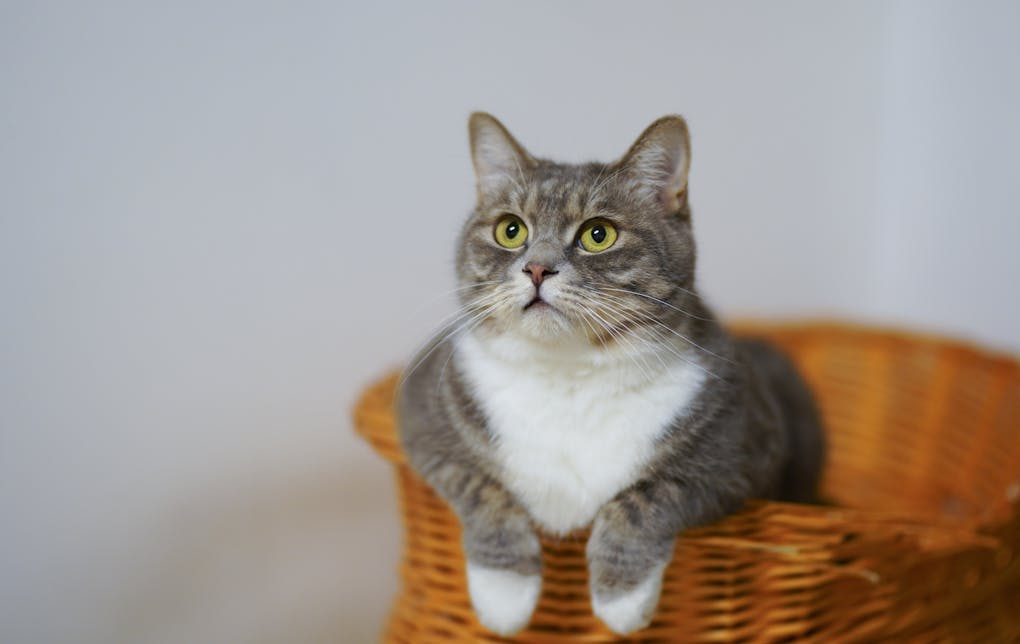 European Shorthair Cat on a Woven Basket | hidden causes of overweight cats | Effective Strategies for Managing Your Overweight Cat's Weight | Uncover the Hidden Causes and Solutions for Overweight Cats