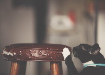 Close-Up Photo of Cat Scratching The Stool | how to stop cats scratching furniture | Effective Strategies to Prevent Cats from Scratching Furniture: Expert Tips and Advice for a Scratch-Free Home | Effective Ways to Prevent Cats from Scratching Furniture
