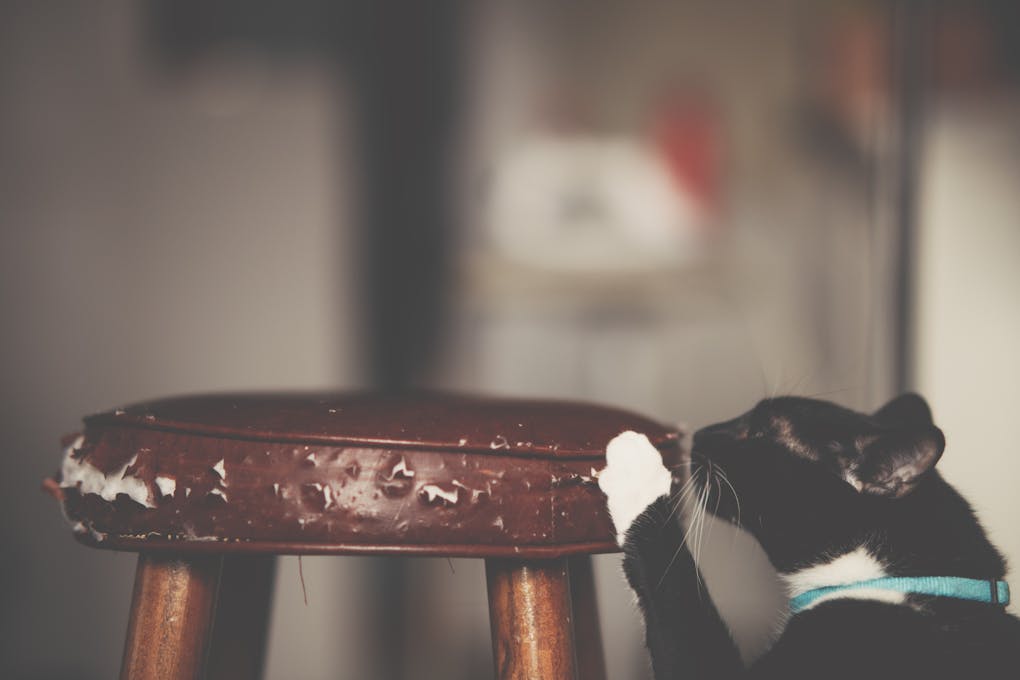 Close-Up Photo of Cat Scratching The Stool | how to stop cats scratching furniture | Effective Strategies to Prevent Cats from Scratching Furniture: Expert Tips and Advice for a Scratch-Free Home | Effective Ways to Prevent Cats from Scratching Furniture