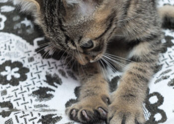 cats kneading | Decoding the Science Behind Cats' Kneading Behavior: From Instinct to Bonding, Understanding the Reasons and Benefits of This Quirky Habit