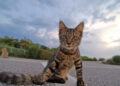 caring for feral street cats | Essential Strategies for Providing Care to Feral Cats: Discover Effective Feeding Practices, Health Guidelines, and Tips for Nurturing Street Cats while Ensuring Their Safety and Well-being in Your Community. | Caring for Street Cats: Essential Tips and Guidelines