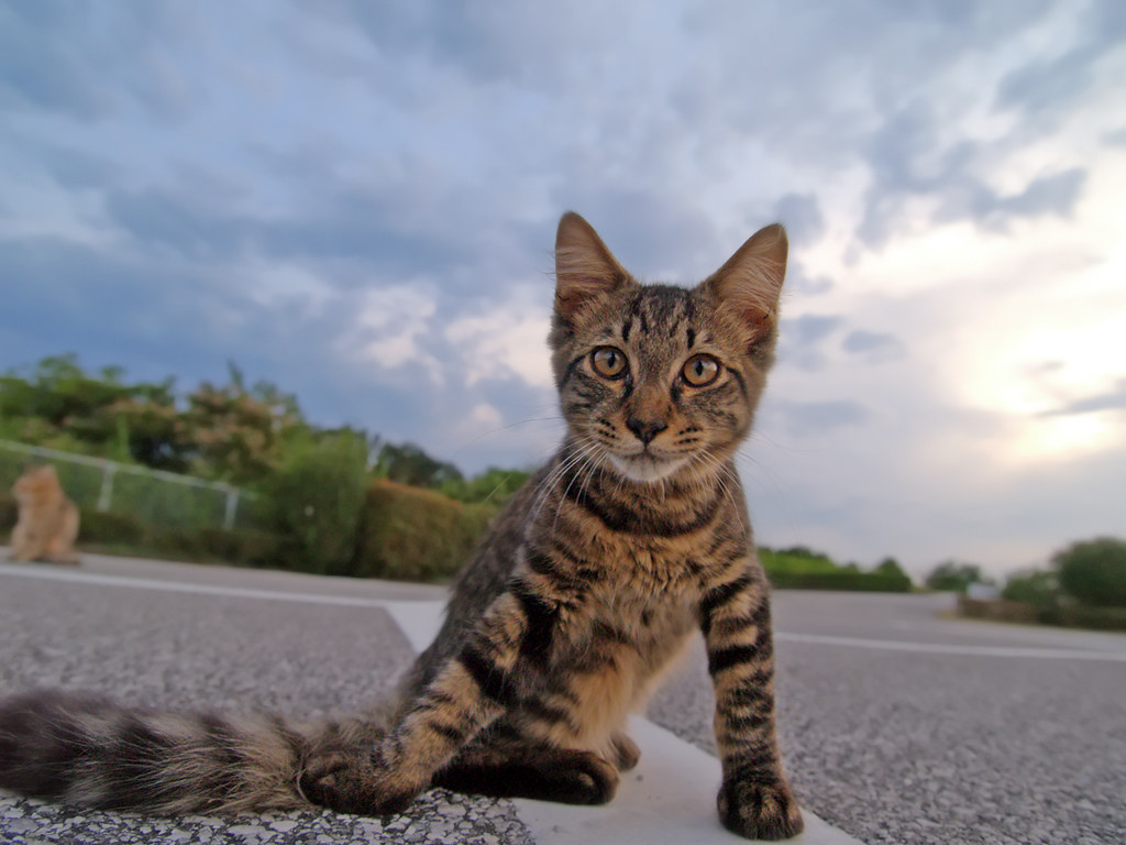 caring for feral street cats | Essential Strategies for Providing Care to Feral Cats: Discover Effective Feeding Practices, Health Guidelines, and Tips for Nurturing Street Cats while Ensuring Their Safety and Well-being in Your Community. | Caring for Street Cats: Essential Tips and Guidelines