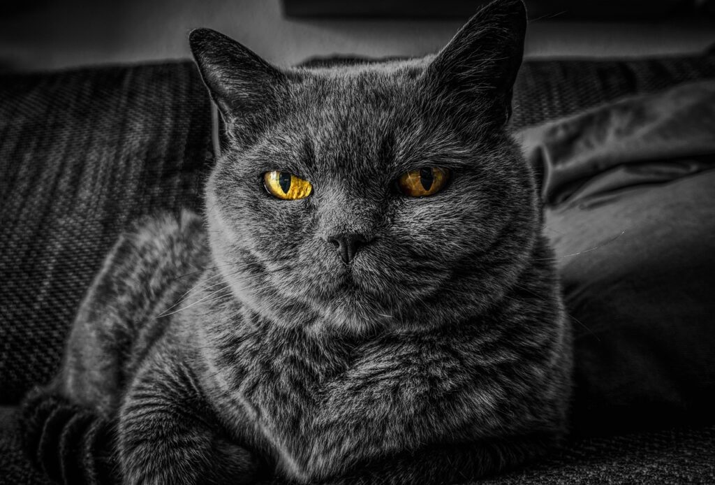 cat, cat's eyes, gray cat | best outdoor cat enclosures for safety | Choosing the Best Cat Enclosure: Tips for Happy Indoor Cats | Choosing the Perfect Cat Enclosure for Happy Indoor Cats
