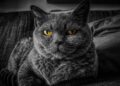 cat, cat's eyes, gray cat | best outdoor cat enclosures for safety | Choosing the Best Cat Enclosure: Tips for Happy Indoor Cats | Choosing the Perfect Cat Enclosure for Happy Indoor Cats