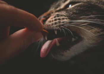 Person Feeding Gray Animal | best cat food for kidney health | Prevent Feline Kidney & Urinary Diseases with Simple Cat Food Choices: Expert Tips & Recommendations for Optimal Health | Simple Cat Food Choice Prevents Feline Kidney and Urinary Diseases