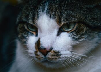A close up of a cat's face | common mistakes in homemade cat food | Essential Tips to Create Nutritious Homemade Cat Food: Avoid Common Mistakes Like Nutrient Deficiencies, Toxic Ingredients, and Improper Supplementation for a Healthier Diet for Your Feline Friend. | 5 Common Mistakes in Homemade Cat Food to Avoid