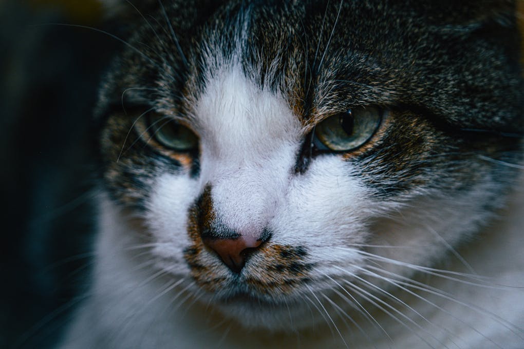 A close up of a cat's face | common mistakes in homemade cat food | Essential Tips to Create Nutritious Homemade Cat Food: Avoid Common Mistakes Like Nutrient Deficiencies, Toxic Ingredients, and Improper Supplementation for a Healthier Diet for Your Feline Friend. | 5 Common Mistakes in Homemade Cat Food to Avoid