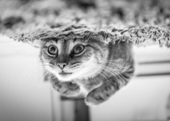 Close-up of Cat Understanding the Causes of Heavy Breathing in Cats