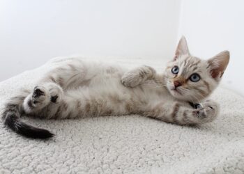 Photo of Grey Tabby Kitten Lying Down | preventing cat hyperthyroidism with food | Preventing Cat Hyperthyroidism: Tips to Protect Your Feline Friend from Canned Food Dangers | Prevent Cat Hyperthyroidism: Protect Your Feline Friend from Canned Food Dangers