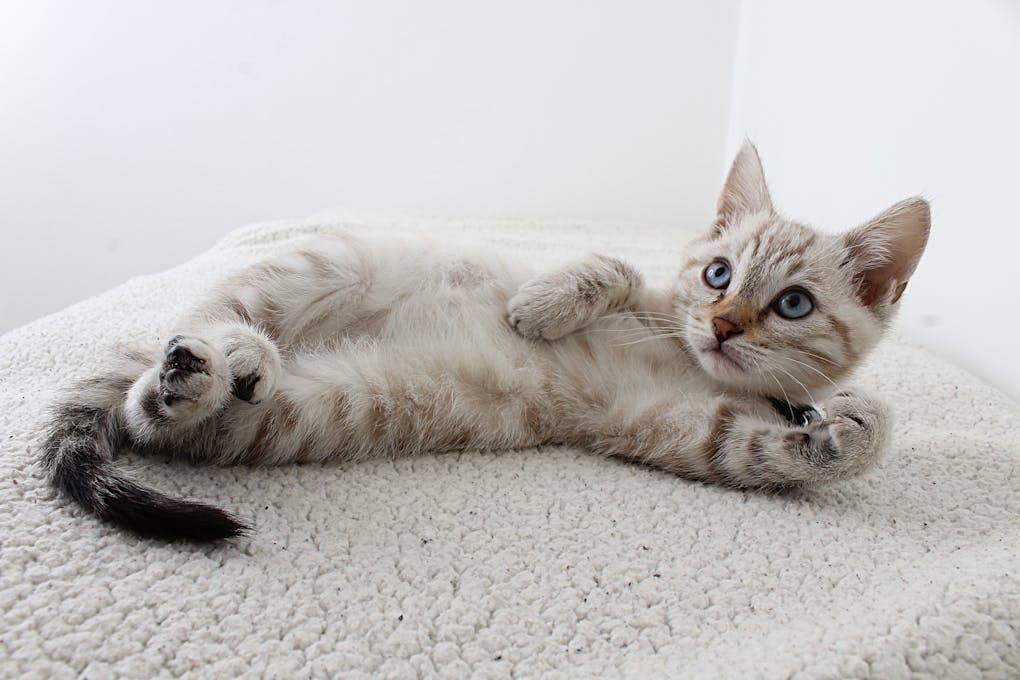 Photo of Grey Tabby Kitten Lying Down | preventing cat hyperthyroidism with food | Preventing Cat Hyperthyroidism: Tips to Protect Your Feline Friend from Canned Food Dangers | Prevent Cat Hyperthyroidism: Protect Your Feline Friend from Canned Food Dangers