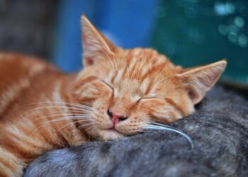Sleeping Orange Tabby Cat | reasons why cats purr and what it means | Discover the fascinating reasons behind your cat's purring, from its self-soothing abilities to emotional expressions and communication needs, and learn how to deepen your bond with your feline friend. | Understanding the Reasons Why Cats Purr: A Deep Dive