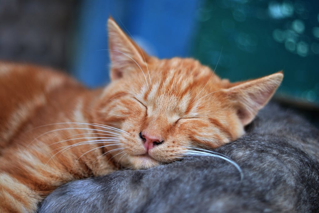 Sleeping Orange Tabby Cat | reasons why cats purr and what it means | Discover the fascinating reasons behind your cat's purring, from its self-soothing abilities to emotional expressions and communication needs, and learn how to deepen your bond with your feline friend. | Understanding the Reasons Why Cats Purr: A Deep Dive
