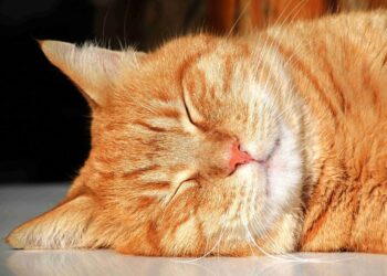 cat, nature, animal | pet ownership financial responsibilities | Explore the intricate terminology of pet ownership, including the concepts of cat coin and dog dollar, and understand the financial and emotional investments required for caring for your furry companions. | Understanding Cat Coin and Dog Dollar: Pet Terminology Explained