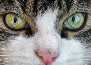 cat, look, eyes | spaying process for cats explained by vets | A Comprehensive Guide to Spaying Your Cat: Learn about the surgical procedure, preparation steps, recovery care, and the numerous health benefits that come with responsible feline spaying practices for pet owners. | Understanding the Spaying Process for Cats Explained by Vets