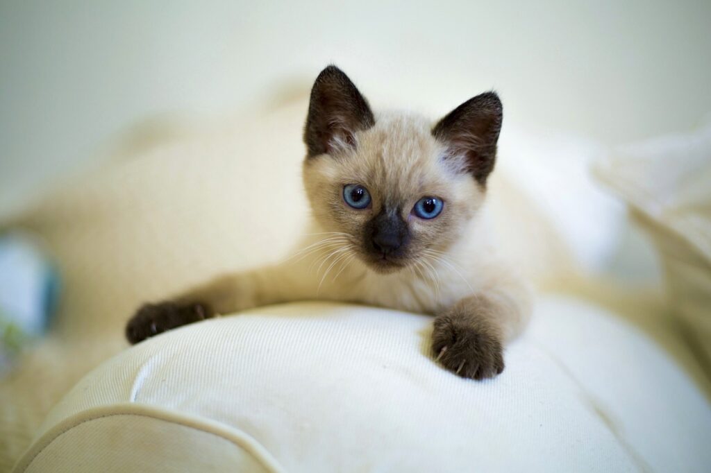 cute, cat, pet | Siamese kittens for sale Kentucky | Discover the top breeders in Kentucky offering Siamese kittens for sale in 2024. Learn about their unique traits, health guarantees, and how to choose the perfect companion for your home. | Siamese Kittens for Sale: Top Breeders in Kentucky for 2024