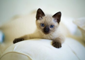 cute, cat, pet | Siamese kittens for sale Kentucky | Discover the top breeders in Kentucky offering Siamese kittens for sale in 2024. Learn about their unique traits, health guarantees, and how to choose the perfect companion for your home. | Siamese Kittens for Sale: Top Breeders in Kentucky for 2024
