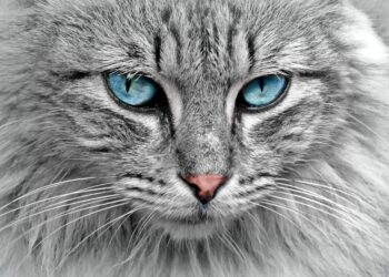 Gray Cat | ancient cat naming practices | The Evolution of Cat Naming Practices: From Ancient Traditions to Modern Trends | Ancient Cat Naming Practices for Modern Domestic Cats