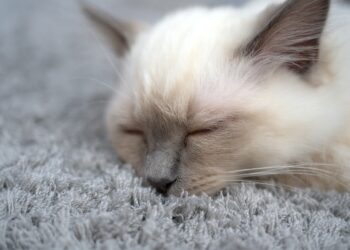 cat, breed cat, kitten | natural remedies for cat eye conjunctivitis | Natural remedies, including Lysine and diluted apple cider vinegar, can effectively alleviate eye conjunctivitis in cats, promoting their comfort and health while helping prevent future flare-ups. Explore these solutions today. | Natural Remedies for Cat Eye Conjunctivitis You Need to Know