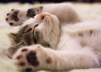 Close-up Photo of Cute Sleeping Cat | why some natural cat foods are unhealthy | Discover the hidden pitfalls in natural cat foods that can compromise your cat's health. Learn about harmful ingredients, excessive carbohydrates, and how to select a truly nutritious option for your feline companion. | Why Some Natural Cat Foods Fall Short of Expectations