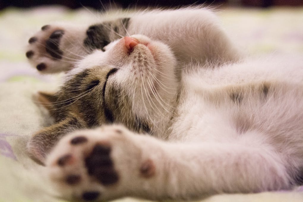 Close-up Photo of Cute Sleeping Cat | why some natural cat foods are unhealthy | Discover the hidden pitfalls in natural cat foods that can compromise your cat's health. Learn about harmful ingredients, excessive carbohydrates, and how to select a truly nutritious option for your feline companion. | Why Some Natural Cat Foods Fall Short of Expectations
