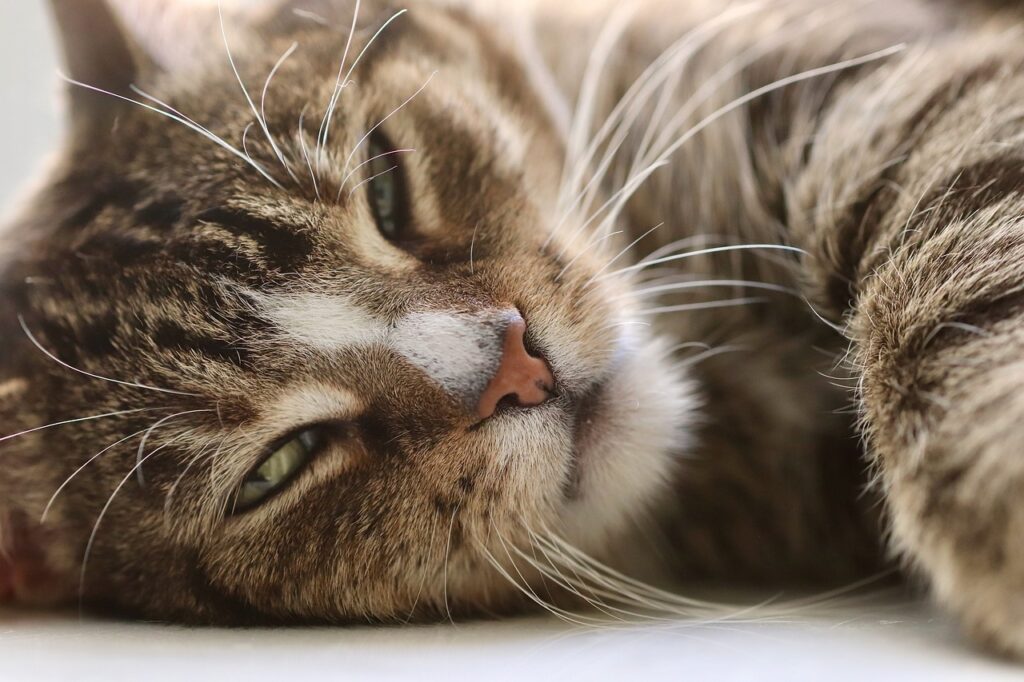 cat, pet, cat eyes | how to extend cat lifespan | Unlock the secrets to feline longevity as we explore the fascinating traits and lifestyle choices shared by cats that thrive well into their twenties, offering practical tips for cat owners to enhance their pets' lives. | Discovering What 20-Year-Old Cats Have in Common
