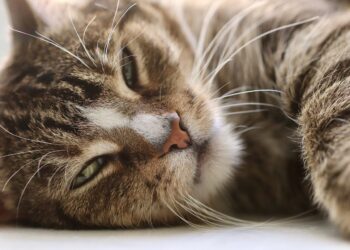 cat, pet, cat eyes | how to extend cat lifespan | Unlock the secrets to feline longevity as we explore the fascinating traits and lifestyle choices shared by cats that thrive well into their twenties, offering practical tips for cat owners to enhance their pets' lives. | Discovering What 20-Year-Old Cats Have in Common