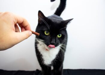 Giving Food to Cat | best high-protein dry cat food | Discover how to choose the best dry cat foods that promote your feline's health. Learn about quality ingredients, nutritional benefits, and expert-recommended brands to keep your cat happy and thriving. | Top Dry Cat Foods for a Healthy Feline Diet