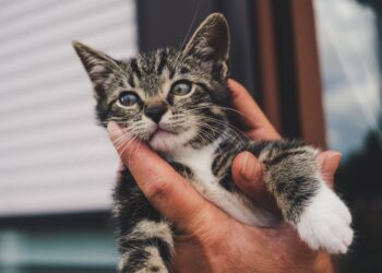 cat, kitten, hand | how to foster kittens for beginners | A Beginner's Comprehensive Guide to the Joys and Responsibilities of Fostering Kittens: Essential Tips for Creating a Safe Environment, Socializing, and Preparing Furry Friends for Their Forever Homes. | Essential Guide to Fostering Kittens for Beginners