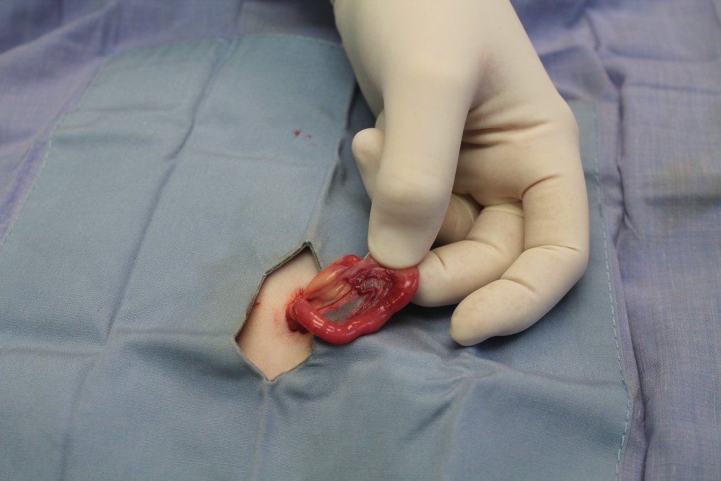 Comprehensive Insights into the Essential Health Benefits of Nip and Tuck Surgeries for Pets