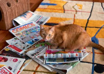 essential resources for cat health research | Discover the top online resources and websites to effectively research and manage your cat's health issues, from conventional veterinary advice to holistic treatments that support feline well-being. | Essential Resources for Researching Cat Health Issues Online