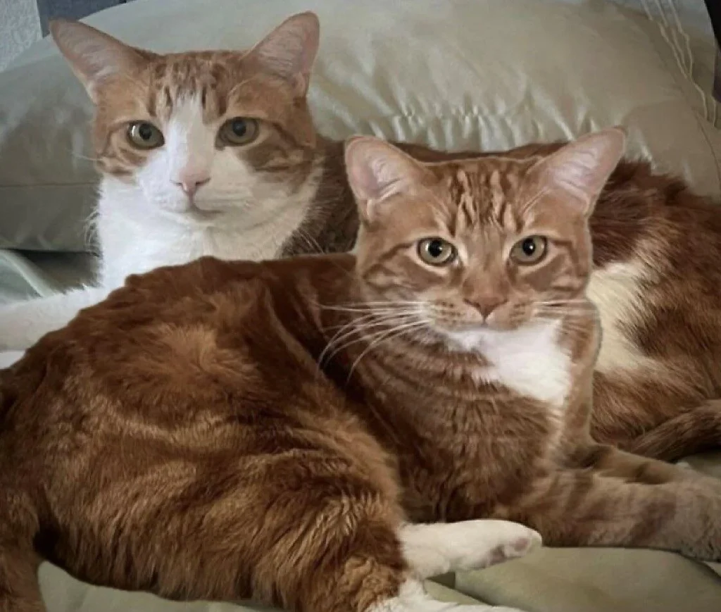 Meet Stanley & Spidey: Adoptable Cats from Miss Kitty's Cat House | Discover Stanley & Spidey: Adoptable Cats with Unique Personalities at Miss Kitty's Cat House