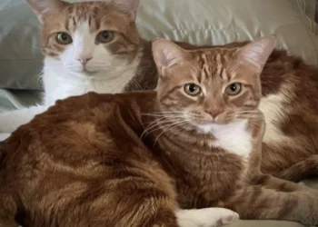 Meet Stanley & Spidey: Adoptable Cats from Miss Kitty's Cat House | Discover Stanley & Spidey: Adoptable Cats with Unique Personalities at Miss Kitty's Cat House