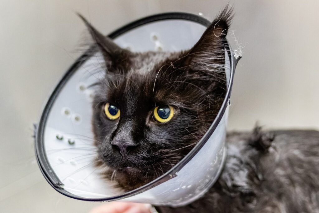 grooming, cat, sick cat, Comprehensive Guide to Pet Health: Dr. Cynthia Maro's Expert Tips for Preventing Illness in Your Furry Friends