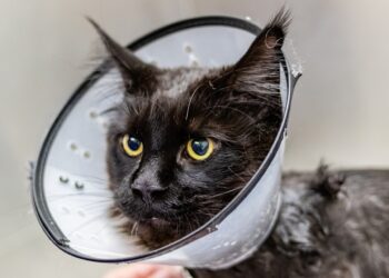 grooming, cat, sick cat, Comprehensive Guide to Pet Health: Dr. Cynthia Maro's Expert Tips for Preventing Illness in Your Furry Friends