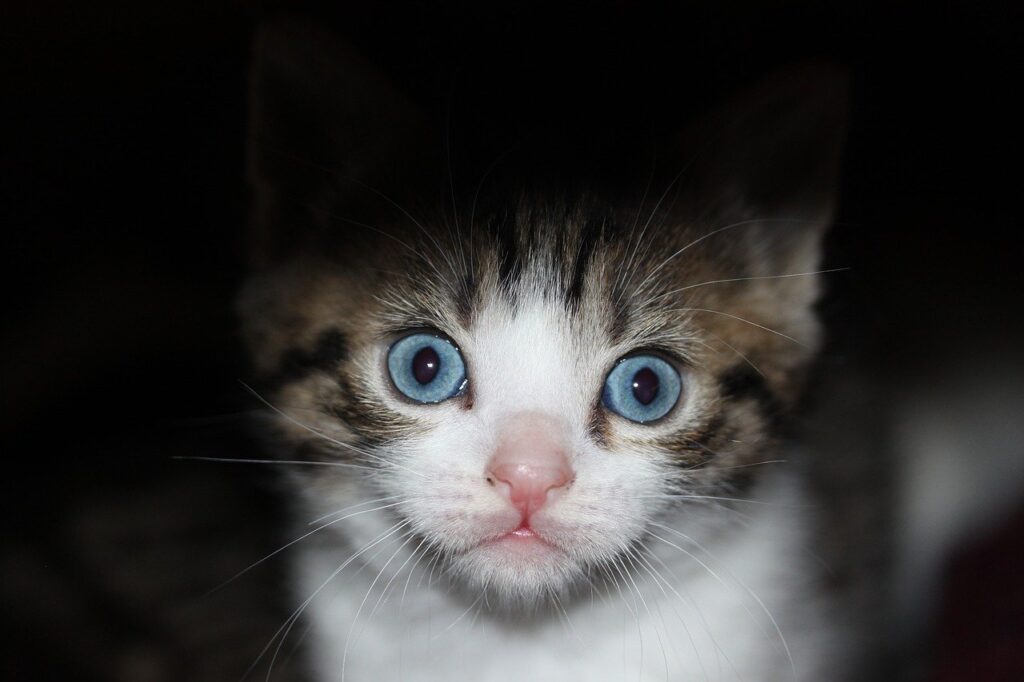 animal, kitten, nature | hidden hazards for kitten owners | Top Hidden Dangers Every Kitten Owner Must Avoid for a Safe Home | Top 4 Hidden Household Hazards Every Kitten Owner Should Know